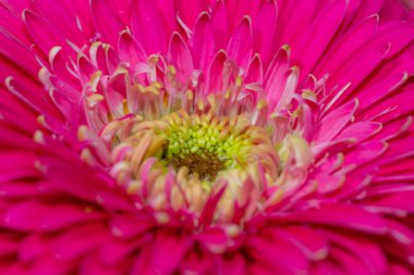 Detaylı bir Güzel Mor Çiçek Macro 'su. Yüksek kalite fotoğraf