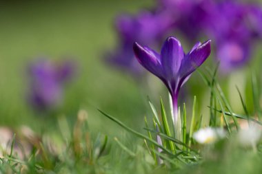 Bahar 'ın İlk İşareti - Büyük Mor' da Çiçek Açan Makro Yüksek Kaliteli Fotoğraf