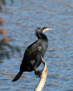 Gri arkaplanlı tüylü bir erkek karabatak portresi. Yüksek kalite fotoğraf