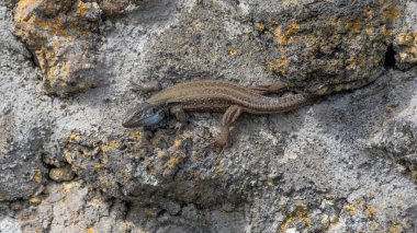 Mavi Detaylı Kayalarda Dinlenmiş Bir Kanarya Kertenkelesinin Yüksek Çözünürlüklü Portresi. Yüksek kalite fotoğraf