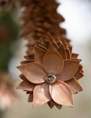 Borwn Leaves - 5 yıldızlı desen - Çam kozalakları üzerinde hatırlanıyor. Yüksek kalite fotoğraf