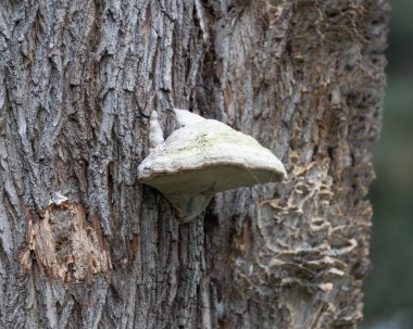 Ağaç mantarı, beyaz ve büyük. Yüksek kalite fotoğraf