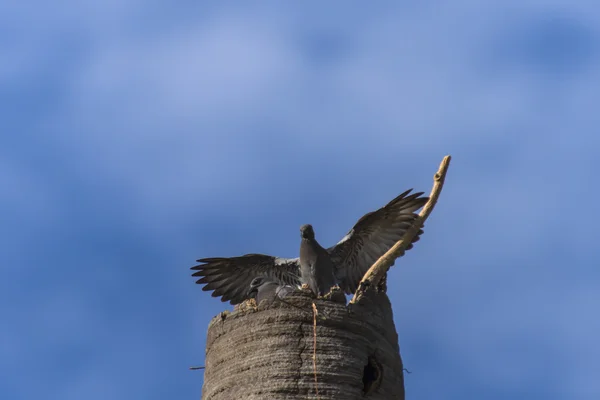 커 먼 마이 나 (Acridotheres tristis)) — 스톡 사진