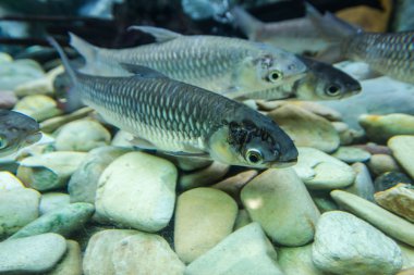 Bungchawak akvaryum tatlı su balıkları