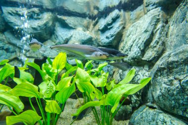 Bungchawak akvaryum tatlı su balıkları