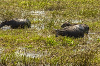 Su bufalosu kitleler Talay Noi, sulak