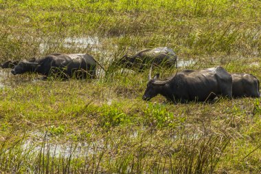 Su bufalosu kitleler Talay Noi, sulak