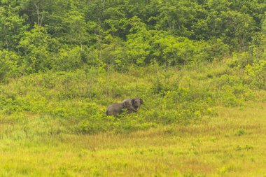 Tayland fil fırsatlar çok yağışlı sezon birlikte yemek.