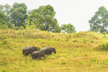 Tayland fil fırsatlar çok yağışlı sezon birlikte yemek.