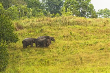 Tayland fil fırsatlar çok yağışlı sezon birlikte yemek.