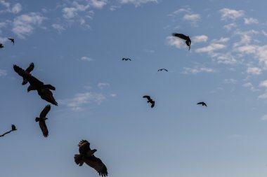 Red Hawk, Brahminy uçurtma (Haliastur İndus) gökyüzünde uçan