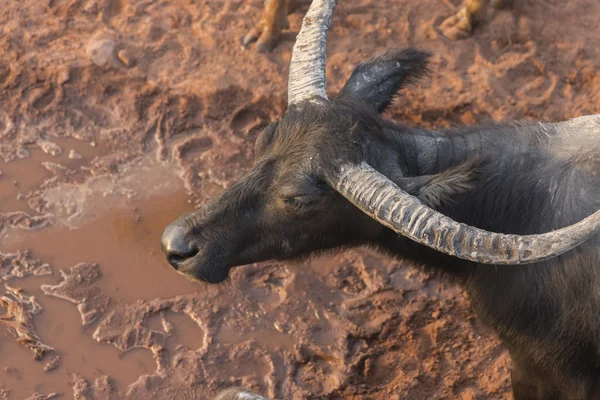 Buffalo em zonas húmidas — Fotografia de Stock