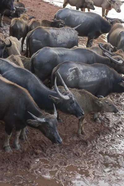 Buffalo on wetland — Stock Photo, Image