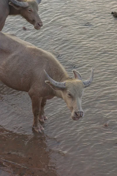 Buffalo em zonas húmidas — Fotografia de Stock