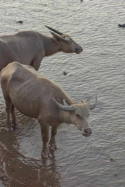 Buffalo em zonas húmidas — Fotografia de Stock