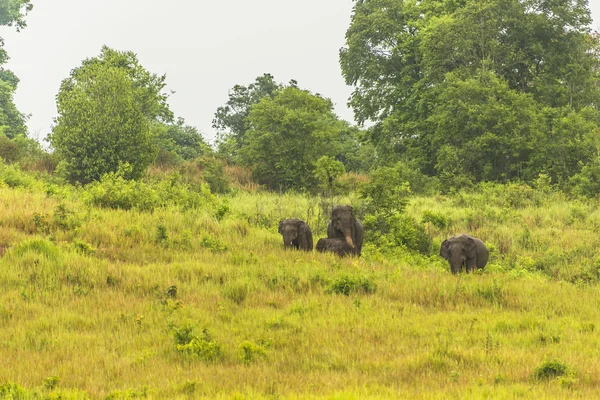 Tailândia elefante comer um monte de negócios juntos na estação chuvosa . — Fotografia de Stock