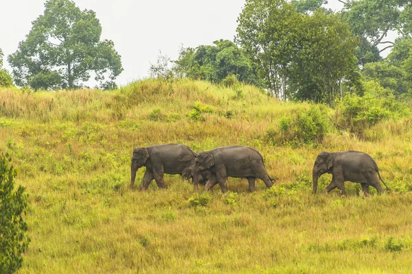 Thailändische Elefanten fressen in der Regenzeit viel zusammen. — Stockfoto