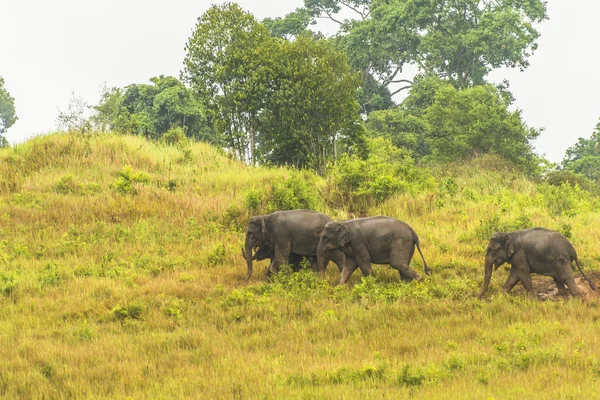 Thailand olifant eten een heleboel aanbiedingen samen in het regenseizoen. — Stockfoto