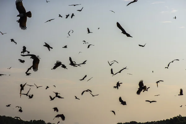 Halcón Rojo, cometa Brahminy (Haliastur indus) volando sobre el cielo — Foto de Stock