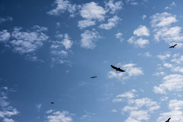 Halcón Rojo, cometa Brahminy (Haliastur indus) volando sobre el cielo — Foto de Stock