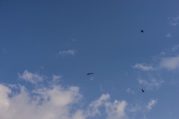 Red Hawk, Brahminy kite (Haliastur indus) flying on sky