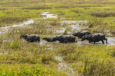 Su bufalosu kitleler Talay Noi, sulak