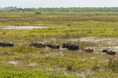 Su bufalosu kitleler Talay Noi, sulak