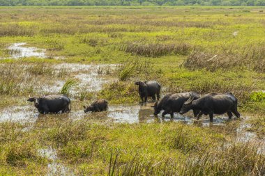 Su bufalosu kitleler Talay Noi, sulak