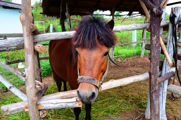 Horse in stable — Stock Photo, Image