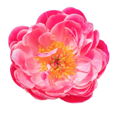 Beyaz arka planda güzel kırmızı şakayık. izole nesne