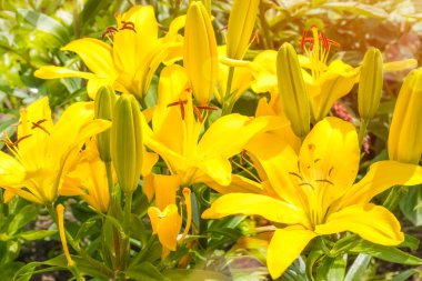 Güzel sarı Asyalı melez zambaklar. Yaz bahçesinde büyüyen bir buket taze çiçek. Bahçe işleri konsepti
