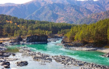 Sibirya 'nın Altai Bölgesi' ndeki Katun Nehri 'nin turkuaz rotası. Sarı tarla kuşu ve diğer sonbahar ağaçları güneşli bir günde