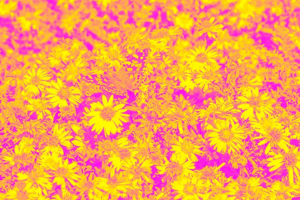 Abstract Background Red Yellow Flowers Butterflies Tinting — 图库照片