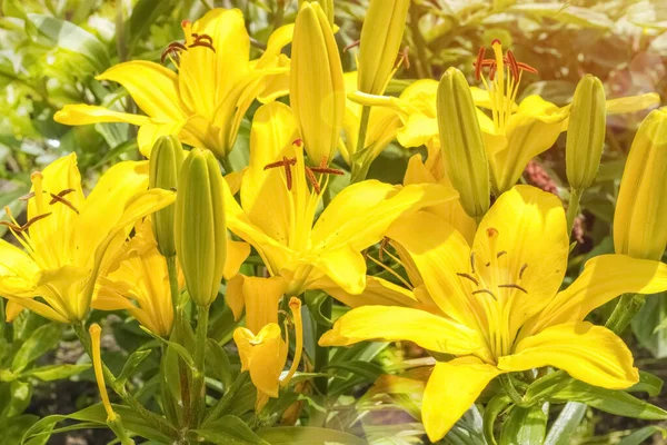 Gyönyörű Sárga Ázsiai Hibrid Liliom Friss Virágcsokor Nyári Kertben Kertészeti — Stock Fotó