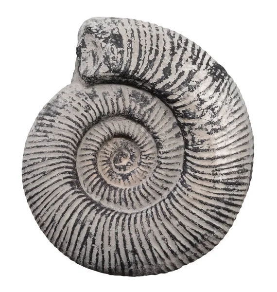 Ammonite Gigante Una Sottoclasse Cefalopodi Estinti Che Esisteva Dal Devoniano — Foto Stock