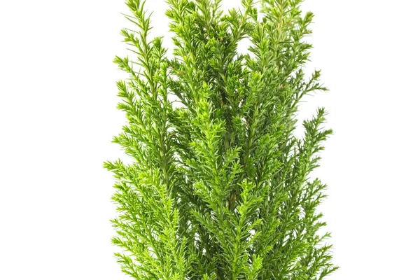 Citron Cypress Vit Bakgrund Närbild Barrväxter — Stockfoto