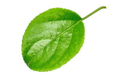 Beyaz arka planda yeşil elma yaprağı. Ayrı bir nesne. Kesme yolu