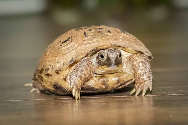 Liten Sköldpadda Eller Sköldpadda Kryper Ett Trägolv Närbild — Stockfoto