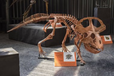Altai Cumhuriyeti, Rusya - 22 Mayıs 2020 - Paleopark - Doğa Tarihi Müzesi. Protoceratops 'un iskeleti. Modern Moğolistan topraklarında yaşayan otçul dinozorlar