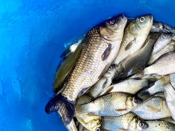 Peixe Crucian Fresco Sobre Fundo Azul Com Espaço Cópia Capturas — Fotografia de Stock