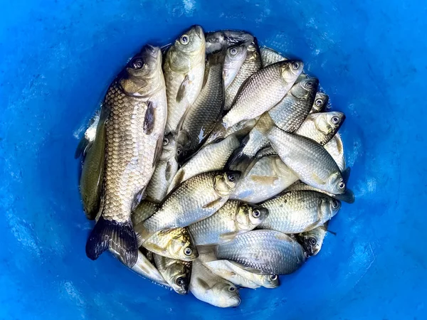 青いバケツに新鮮な魚のセット 川魚の新鮮なキャッチ トップ表示 — ストック写真
