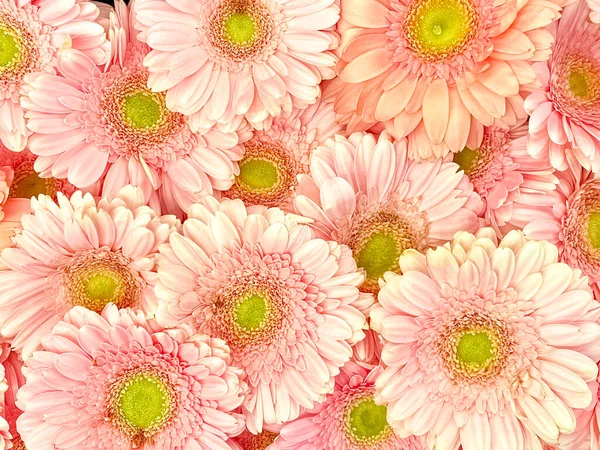 Uppsättning Rosa Gerberas Ovanifrån Anbud Bakgrund Konsistens — Stockfoto