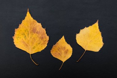 Siyah arkaplanda mesajınız için üç sonbahar yaprağı var. Okula dönelim. Sonbahar arkaplanı