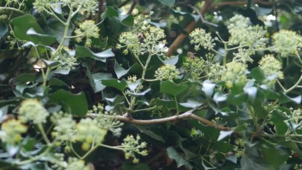 Bin Samlar Pollen Från Blommande Murgröna — Stockvideo