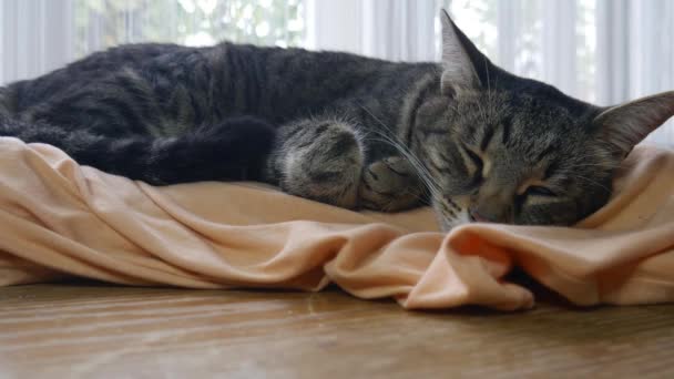 Gato Duerme Sobre Una Almohada — Vídeos de Stock