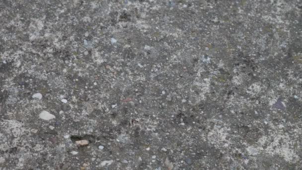 Vista Perto Uma Colônia Formigas Enxameando Uma Calçada — Vídeo de Stock