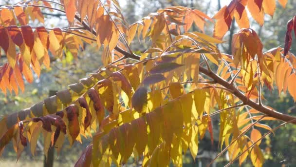 Sumak Herfst Wanneer Zijn Pinnate Bladeren Zijn Helder Geel Oranje — Stockvideo