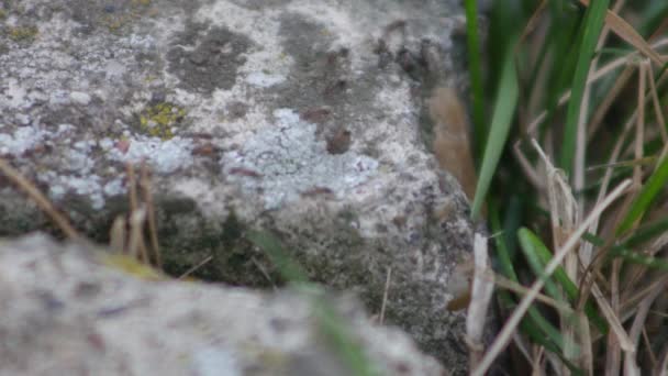 Formigas Andam Sobre Uma Pedra Grama — Vídeo de Stock