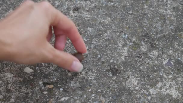 Χέρι Μιας Γυναίκας Βάζει Έναν Κόκκο Ανάμεσα Στα Μυρμήγκια Ταχεία — Αρχείο Βίντεο