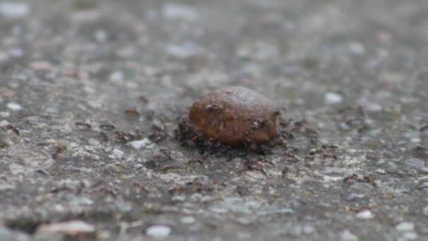 Eine Ameisenkolonie Der Sie Ein Stück Nahrung Auf Einer Straße — Stockvideo